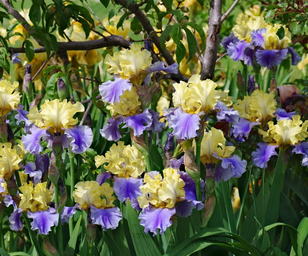 Iris germanica 'Edith Wolford'